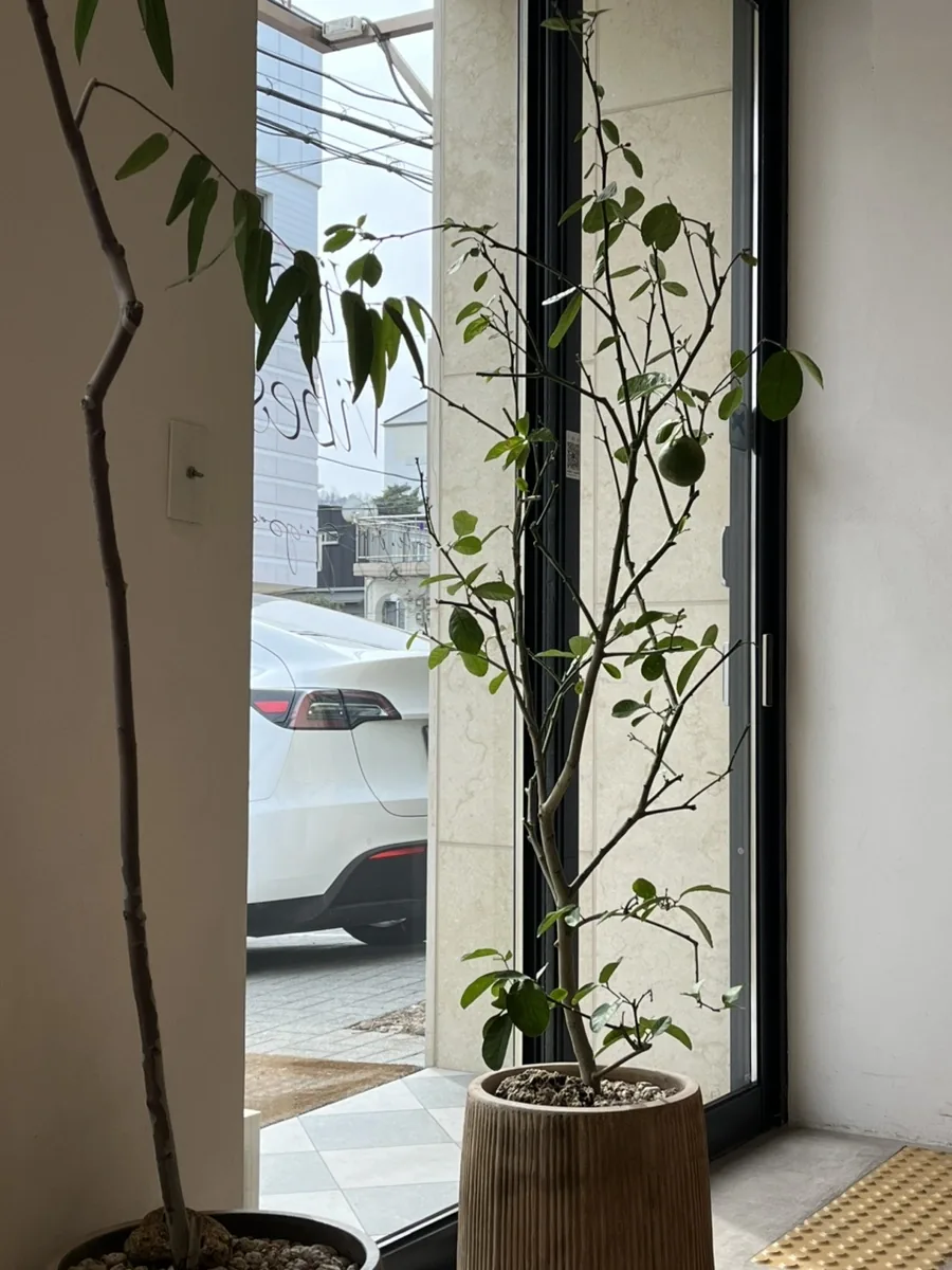 세곡동공원 나들이 후 바이탈바이브 1층 카페